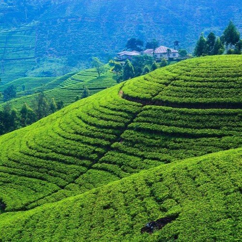 TEA PLANTATION